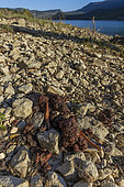 Marsican brown bear (Ursus arctos marsicanus) droppings on the bank, Abruzzo National Park, Italy