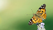 Painted lady (Vanessa cardui) on Lavandine (Lavandula hybrida), Provence, France