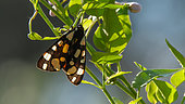 Cream-spot tiger (Arctia villica) on a stem, Provence, France