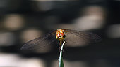 Red darter (Crocothemis erythraea) female, Provence, France