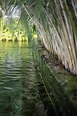 Natural swimming pool, regeneration area with water plants, France