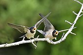Barn Swallow (Hirundo rustica) young begging for food, France