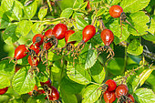 Sweet Briar (Rosa rubiginosa), rose hip