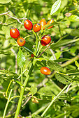 Small-flowered Sweet-briar (Rosa micrantha) 1812, rose hip