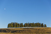 Alignment of spruce trees, Aveyron, France. The regularly exposed lower parts of the trees are evidence of the presence of deer.