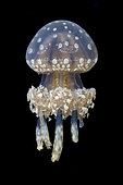 Spotted lagoon jellyfish or golden medusa, Mastigias papua, just below the surface at night, Raja Ampat, Indonesia.