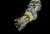 Spotted lagoon jellyfish or golden medusa, Mastigias papua, just below the surface at night in a lagoon, Palau, Micronesia.
