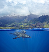 A split image of a pair of humpback whales, Megaptera novaeangliae, underwater in front of the West Maui Mountains just south of Lahaina, Hawaii.