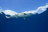A blacktip reef shark, Carcharhinus melanopterus, swims at the surface on a very calm day off the island of Yap, Micronesia.