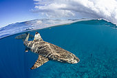 A split view of a blacktip reef shark, Carcharhinus melanopterus, off the island of Yap, Micronesia.