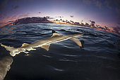 The dorsal fin of a blacktip reef shark, Carcharhinus melanopterus, breaks the surface at sunset off the island of Yap, Micronesia.