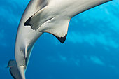 The genital region of a female blacktip reef shark, Carcharhinus melanopterus, Yap, Micronesia.