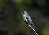 BEE HUMMINGBIRD (Mellisuga helenae) male, Guanahacabibes, Cuba. Bee hummingbirds are the smallest birds in the world.