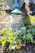 Rain watering of mixed radishes in summer.