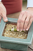 Cutting of an orchid (Dendrobium) with an old pseudobulb. 2: placing on a drainage layer (vermiculite).