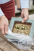 Cutting of an orchid (Dendrobium) with an old pseudobulb. 3: smothering in transparent plastic.