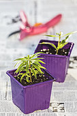 Lemon verbena (Aloysia triphylla) cuttings