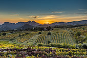 Sunset over the vineyards and the Dentelles de Montmirail, Vaucluse, Provence, France