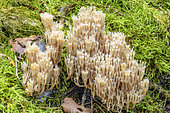 Candelabra Coral (Artomyces pyxidatus) in Bugey, Lavours region, Rhône-Alpes, France