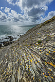 Ripple marks and yellow lichens on the Breton coast. Crozon peninsula, towards the Pointe de Keric, Finistère, Brittany, France