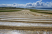 Corn crops under biodegradable starch plastic, Presqu'ile de Crozon, Finistère, Brittany, France