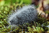 Fox droppings covered with mould mycelium. The dew highlights the mycelia