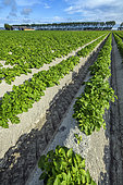 Intensive agriculture in the polders of the Mont Saint-Michel Bay, Normandy, France