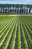 Intensive agriculture in the polders of the Mont Saint-Michel Bay, Normandy, France