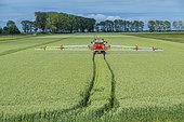 Intensive agriculture in the polders of the Mont Saint-Michel Bay, Normandy, France