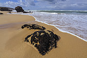 Mussels on blocks of Hercynian granite eroded by the sea at low tide, Côte Sauvage de Quiberon, Brittany, France