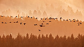 Common cranes (Grus grus) in flight at sunrise, High Fens, Ardennes, Belgium