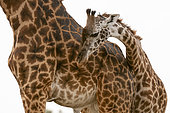 A young Masai giraffe, Giraffa camelopardalis, with its mother. Masai Mara National Reserve, Kenya.