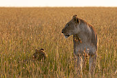 Portrait of a lioness, Panthera leo, in tall grass with her cub. Masai Mara National Reserve, Kenya.