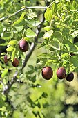 Jujube (Ziziphus jujuba) fruits, France