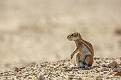 Cape ground squirrel (Xerus inauris) isolated in natural backgound in desert area in Kgalagadi transfrontier park, South Africa