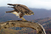 Common Buzzard (Buteo buteo), side view of a juvenile perched on an old trunk with autumn landscape in the background, Campania, Italy