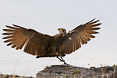 Portrait of a hammerkop, Scopus umbretta, landing with a termite in its beak. Khwai Concession Area, Okavango, Botswana.