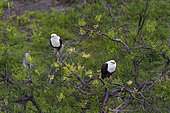 An aerial view of a pair of African fish eagles, Haliaeetus vocifer, perching in a tree. Okavango Delta, Botswana.