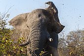 An African elephant, Loxodonta africana, charging and flapping his ears. Okavango Delta, Botswana.