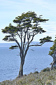 Magellan's beech or guindo (Nothofagus betuloides), Fagaceae native to Chilean and Argentinean Patagonia, Env. of Fort Bulnes, Strait of Magellan, XII Magallanes Region and Chilean Antarctica, Chile