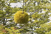 Farolito Chino (Misodendrum punctulatum), Misodendraceae, on Southern Beech (Nothofagus antarctica), approx. Puerto Natales, XII Magallanes Region and Chilean Antarctica, Chile