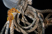 Long-snouted Sea horse (Hippocampus guttulatus) hanging on a rope, Marina di bacoli, Napoli, Campania, Italy