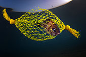 "Yellow candy". Damselfish (Chromis chromis) trapped in a yellow plastic net used to wrap lemons, Marina di Bacoli Napoli, Campania, Italy