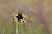 Butterfly-lion (Libelloides longicornis) on a stem, Haut-Languedoc, France