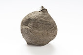 Wasp's nest on white background, Moselle, France