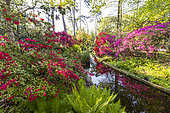 Rhododendron 'Philinte', Rhododendron 'Addy Wery', Rhododendron 'Maxwellii', Matteucia struthiopteris, Parc Floral de Vincennes, Paris, France
