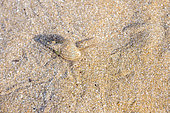 Dog whelk (Nassariinae sp.) foraging on the sand of an intertidal pool, Cotes-d'Armor, France