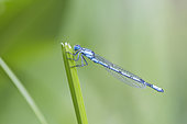 Common blue damselfly (Enallagma cyathigerum) on a leaf, Bouches-du-Rhône, France