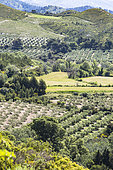Typical Alpilles landscape, agricultural mosaic from the Caisses de Jean-Jean, Mouriès. In the background, the Opies, summit of the Alpilles, Bouches-du-Rhône, France