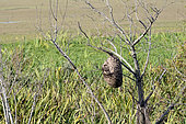 Neotropical Social Wasp (Polybia scutellaris) nest, Costanera Sur Ecological Reserve, Buenos Aires, Argentina